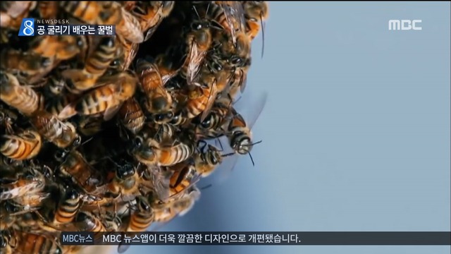 공 굴리는 꿀벌 고정 관념 깼다 "효율적 행동 가능"