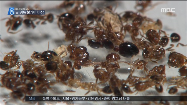 맹독 불개미떼 중국 이어 일본 상륙방역 비상