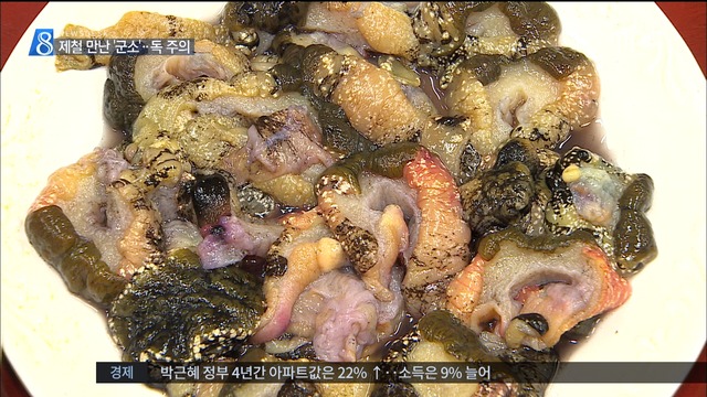제철 만난 바다 달팽이 군소알내장은 위험