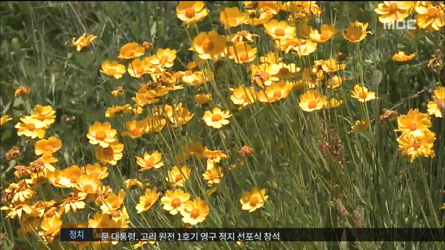 토종식물 죽이는 큰금계국은 뽑는데 한국은 심는다