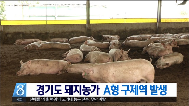 김포 돼지 농가서 A형 구제역 발생백신 긴급 접종