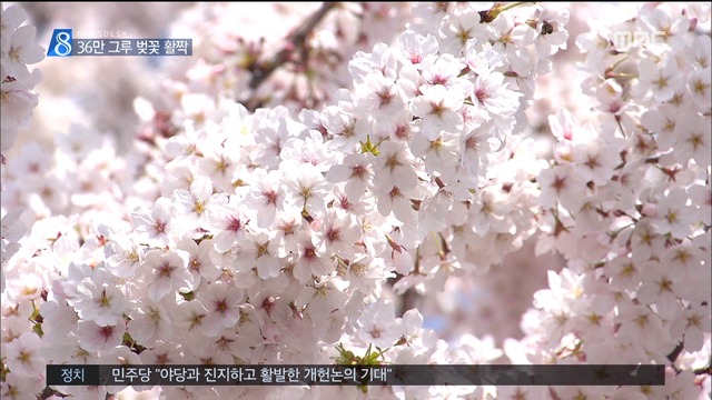 36만 그루 활짝진해 벚꽃축제 군항제 개막