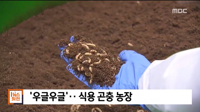 비디오 디저트 우글우글식용 곤충 농장