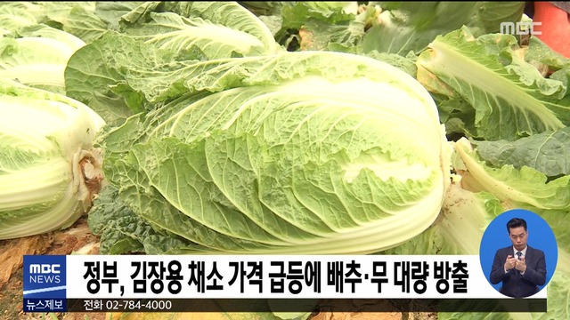정부 김장용 채소 가격 급등에 배추무 대량 방출