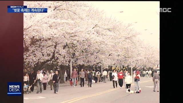 백투더뉴스 벚꽃 축제는 계속된다