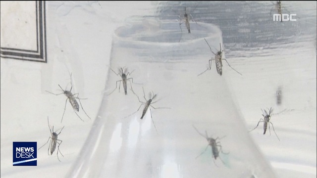 포근한 겨울에 살아남은 모기들방역당국 초긴장
