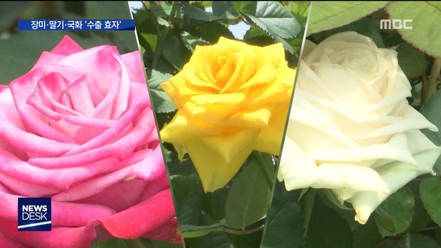 한국산 로즈 어색한가요수출 효자된 꽃들