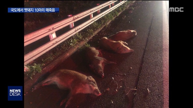 한밤중 국도에 나타난 멧돼지들차량 충돌에 떼죽음