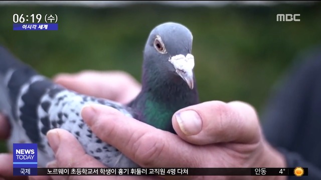 이 시각 세계 비둘기 한 마리 가격 16억 원