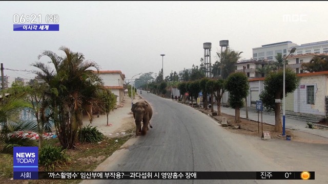 이 시각 세계 중국 마을에 야생 코끼리 출몰