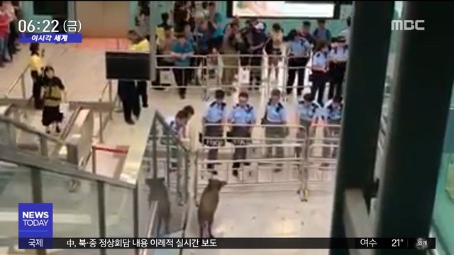 이 시각 세계 홍콩 지하철역에 멧돼지 출현여성 1명 부상 