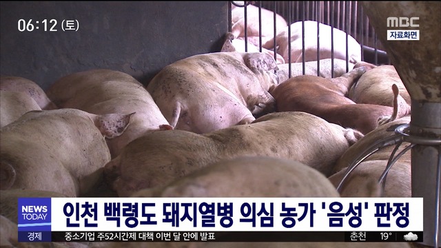 인천 백령도 돼지열병 의심 농가 음성 판정