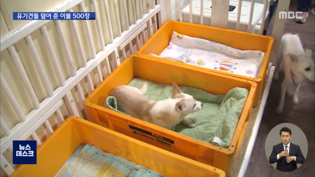 초등생들이 모은 이불 500장유기견들 따뜻하게