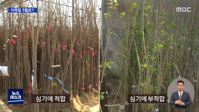 지구온난화에 빨라지는 생태시계식목일 3월로