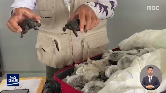 여행가방 속 아기 거북 185마리정체는