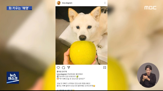 사과 사진 재미로 올렸다 설화에 캠프는 기름