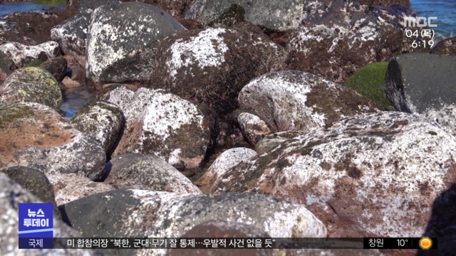 제주 해안 뒤덮은 갯녹음바다 사막화 심각