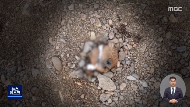 개를 산 채로 파묻고 입 묶어 버리고제주서 애견 학대 잇따라