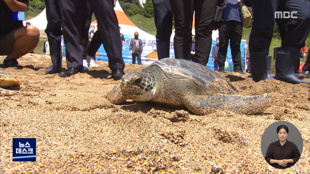 멸종위기 바다거북 다시 바다로추적 장치 달아 이동경로 모니터