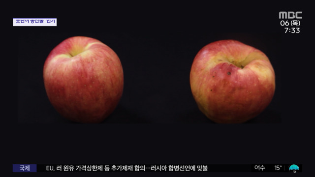 재택플러스 마트 마감 직전 못난이 사과 산다
