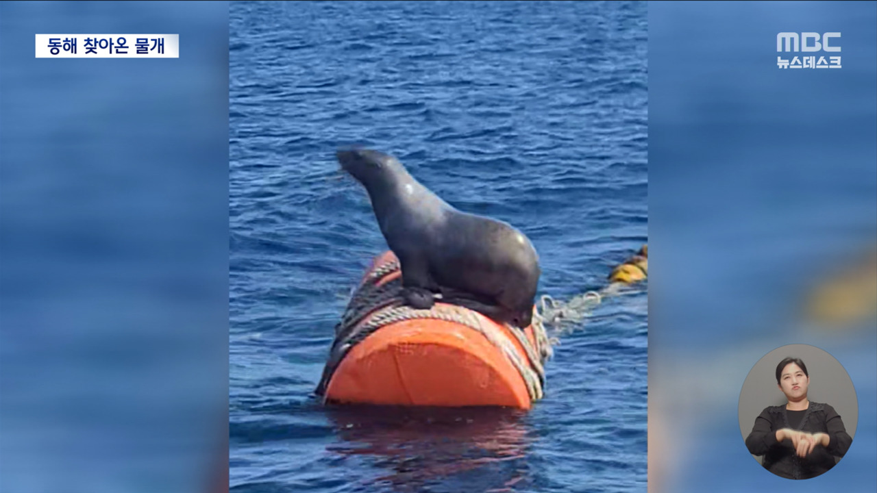 부표 위에 검은색 바다생물동해안 찾아온 멸종위기종 물개