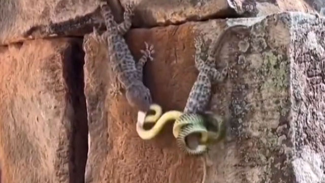 뱀 머리 정면 모습