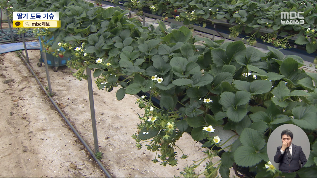비닐하우스에서 잘 익은 딸기만 슬쩍금딸기 노린 절도 기승