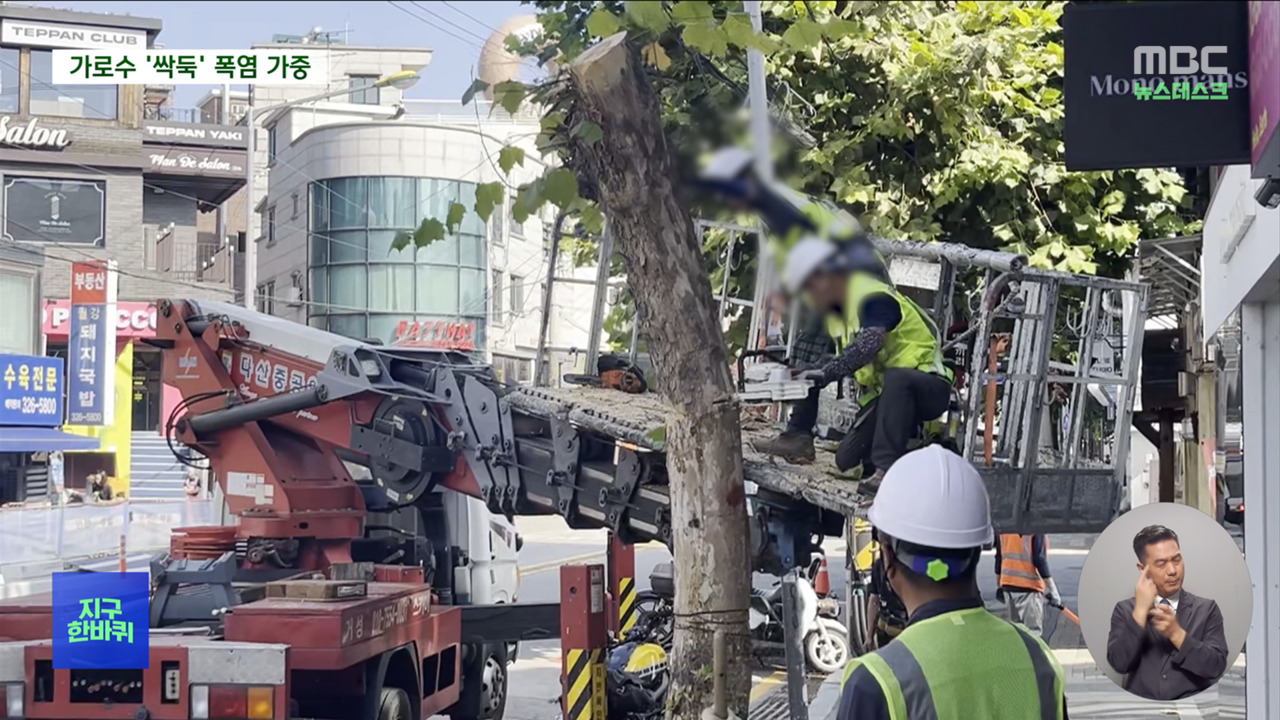 지구한바퀴 싹둑 잘려나간 연남동 플라타너스폭염 막는 그늘 가로수의 수난