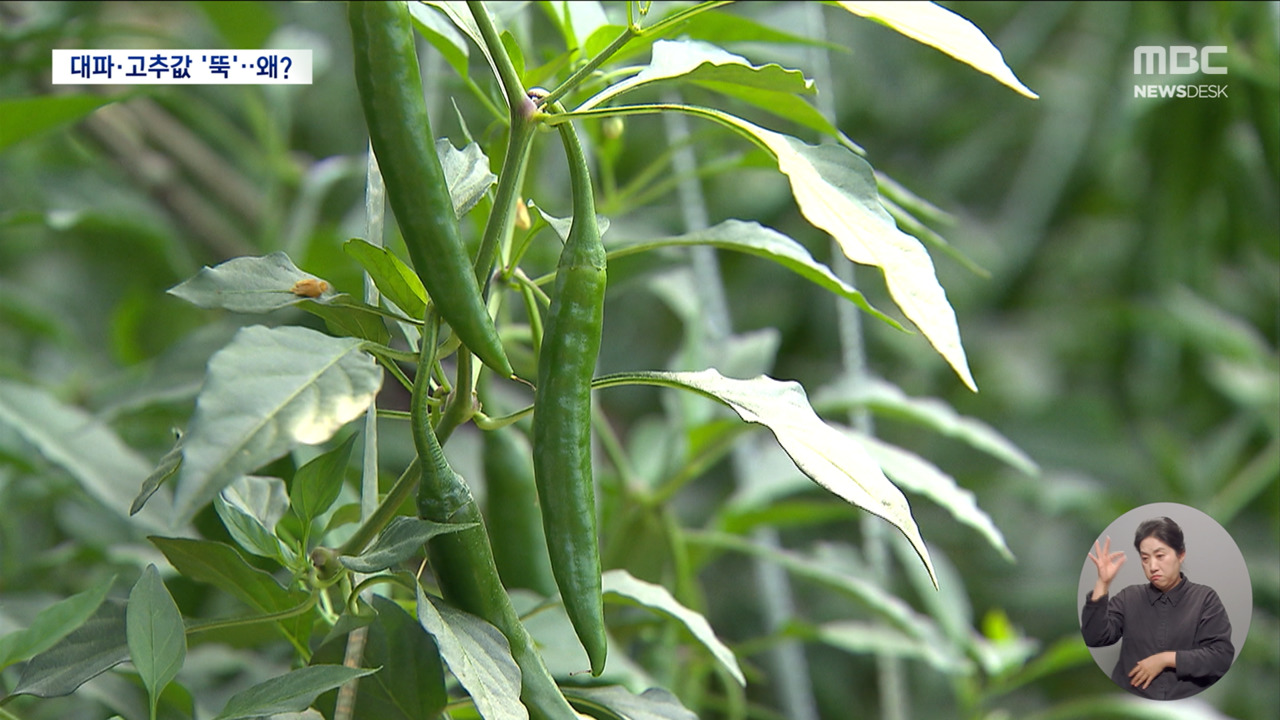 고추대파 왜 싼가 했더니자영업 불황의 그늘