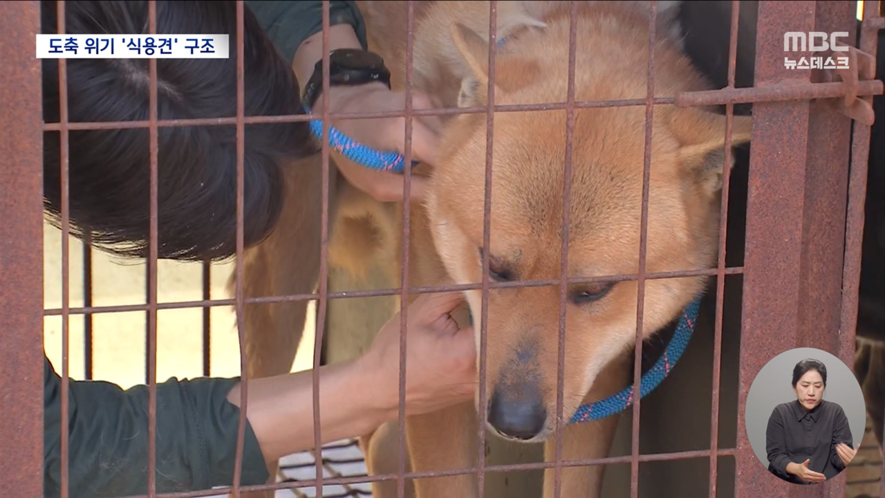 도축되는 날까지 뜬장에서다니엘 헤니도 식용견 구조