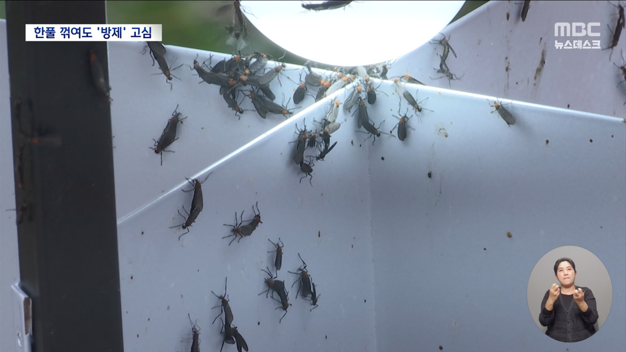 포충망 휘젓고 빗자루 쓸어담고러브버그 친환경 방제 현장 가보니