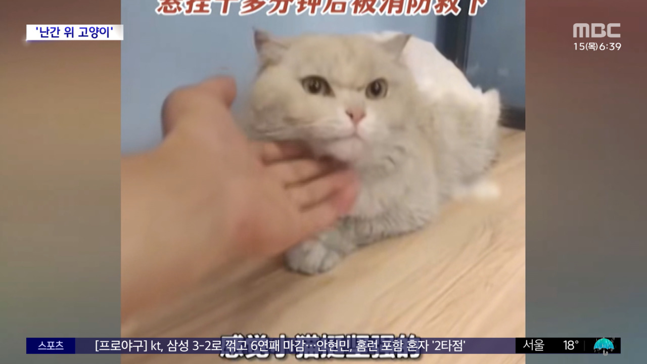 와글와글 "냥생도 포기하지 말아 주세요"