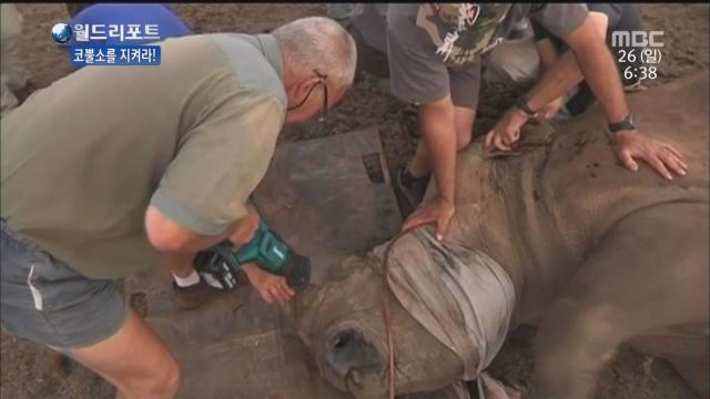 코뿔소를 지켜라