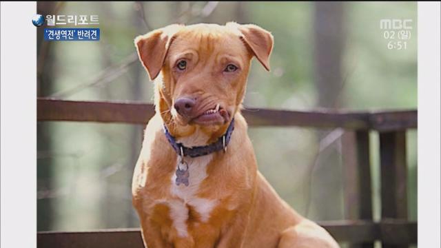 견생역전을 이룬 반려견들의 사연