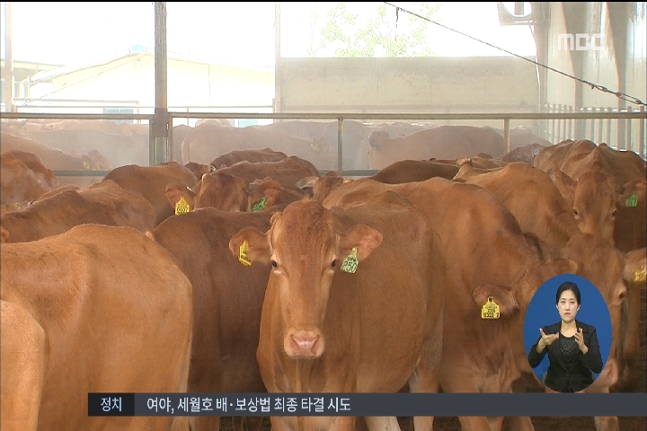 안성에서 구제역 의심 소 발견방역 당국 조사 중