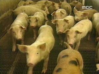 한EU FTA 협상 토종 돼지 비상