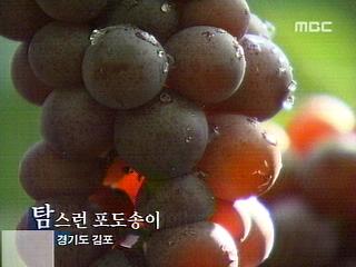 탐스런 포도송이