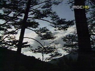 지름 1미터 금강송 어디에