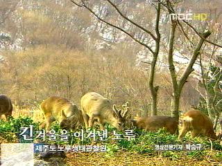긴 겨울을 이겨낸 노루