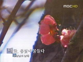 매화 봄빛에 물들다