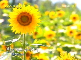 바람 품은 해바라기