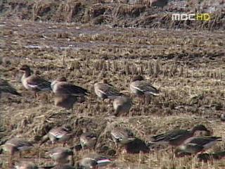 논습지 환경생태계의 