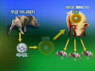 복제돼지 남은 과제는