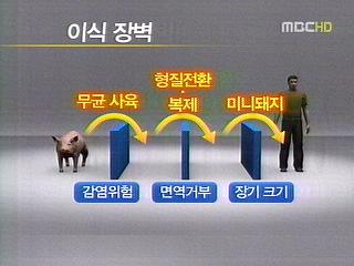 장기이식용 복제돼지 탄생다음달 임상실험 착수