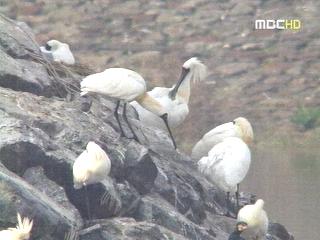 저어새 서식지 매립된다