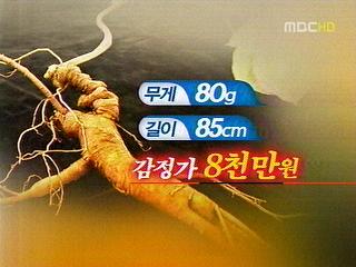 수억 원대 천종산삼 무더기 발견