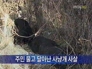 사냥개 3마리가 주민 물어 4명 다쳐