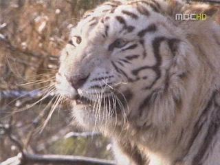 경인년 호랑이는 민족의 든든한 수호신