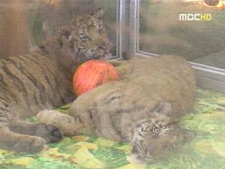 노원구청 투명상자 안 호랑이 학대 논란