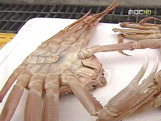 암컷 대게 씨 마른다